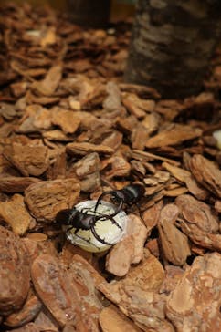 体感するファーブル昆虫展in横浜赤レンガ倉庫に投稿された画像（2024/7/15）
