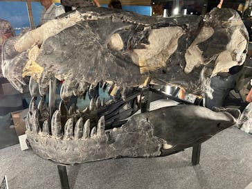 福井県立恐竜博物館に投稿された画像（2024/7/15）