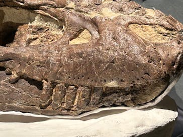 福井県立恐竜博物館に投稿された画像（2024/7/15）