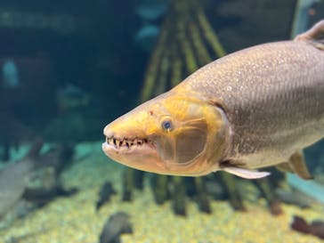 世界淡水魚園水族館　アクア・トトぎふに投稿された画像（2024/7/15）