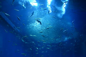 アクアワールド茨城県大洗水族館に投稿された画像（2024/7/15）