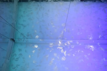 アクアワールド茨城県大洗水族館に投稿された画像（2024/7/15）