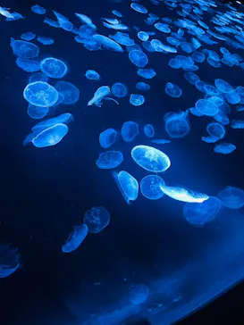 すみだ水族館に投稿された画像（2024/7/15）