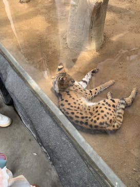 神戸どうぶつ王国に投稿された画像（2024/7/15）