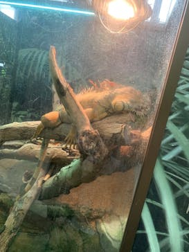 神戸どうぶつ王国に投稿された画像（2024/7/15）