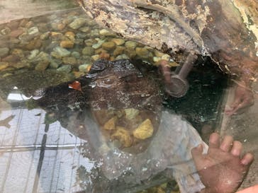 神戸どうぶつ王国に投稿された画像（2024/7/15）