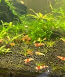 すさみ町立エビとカニの水族館に投稿された画像（2024/7/15）