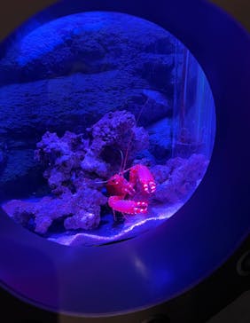 すさみ町立エビとカニの水族館に投稿された画像（2024/7/15）