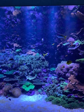 大分マリーンパレス水族館 「うみたまご」に投稿された画像（2024/7/15）