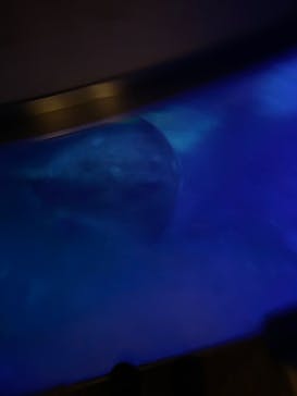 大分マリーンパレス水族館 「うみたまご」に投稿された画像（2024/7/15）