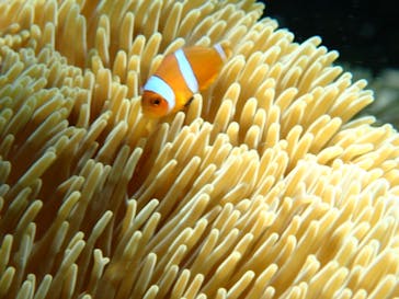 初心者専門宮古島シュノーケリングツアーに投稿された画像（2024/7/15）