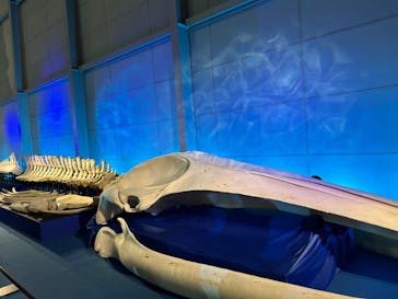 巨大恐竜展2024に投稿された画像（2024/7/15）