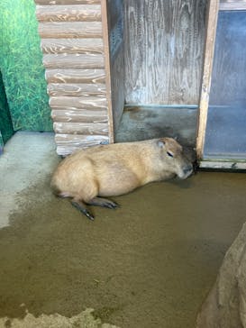 新江ノ島水族館に投稿された画像（2024/7/15）