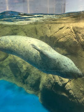 新江ノ島水族館に投稿された画像（2024/7/15）