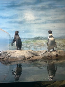 新江ノ島水族館に投稿された画像（2024/7/15）