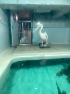 大分マリーンパレス水族館 「うみたまご」に投稿された画像（2024/7/15）