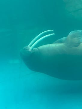 大分マリーンパレス水族館 「うみたまご」に投稿された画像（2024/7/15）
