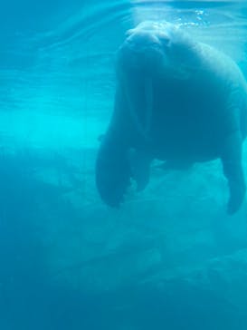 大分マリーンパレス水族館 「うみたまご」に投稿された画像（2024/7/15）