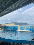 新江ノ島水族館に投稿された画像（2024/7/15）