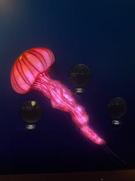 新江ノ島水族館に投稿された画像（2024/7/15）