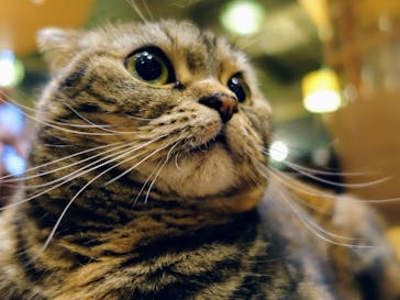 猫カフェモカ　新宿店に投稿された画像（2024/7/15）