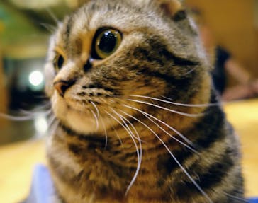 猫カフェモカ　新宿店に投稿された画像（2024/7/15）