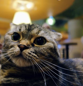 猫カフェモカ　新宿店に投稿された画像（2024/7/15）