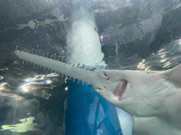 マクセル アクアパーク品川に投稿された画像（2024/7/15）