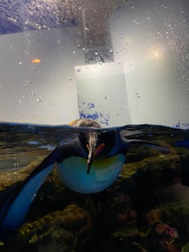 マクセル アクアパーク品川に投稿された画像（2024/7/15）