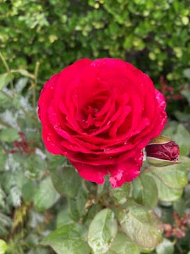 西武園ゆうえんちに投稿された画像（2024/7/15）