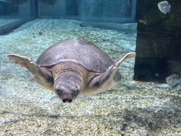 NIFREL（ニフレル）に投稿された画像（2024/7/15）