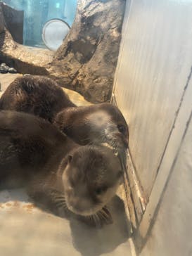 NIFREL（ニフレル）に投稿された画像（2024/7/15）