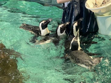 NIFREL（ニフレル）に投稿された画像（2024/7/15）