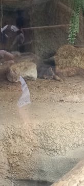 神戸どうぶつ王国に投稿された画像（2024/7/15）