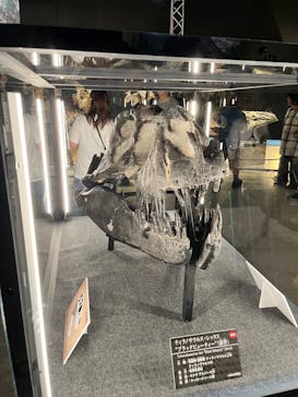福井県立恐竜博物館に投稿された画像（2024/7/15）