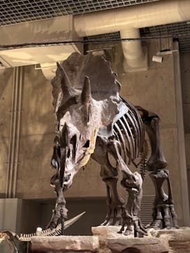 国立科学博物館に投稿された画像（2024/7/15）