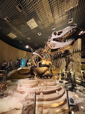 国立科学博物館に投稿された画像（2024/7/15）
