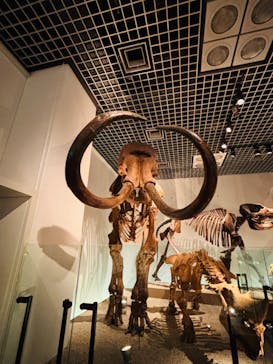 国立科学博物館に投稿された画像（2024/7/15）