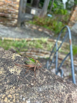 大阪府立花の文化園に投稿された画像（2024/7/15）