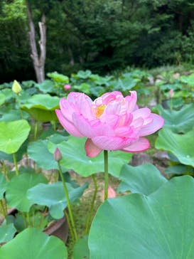 大阪府立花の文化園に投稿された画像（2024/7/15）