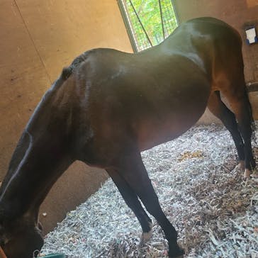 ノーザンホースパークに投稿された画像（2024/7/15）