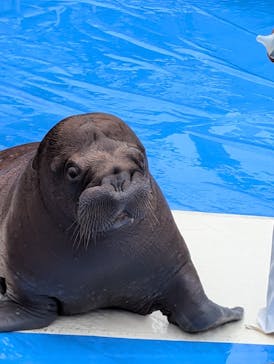 大分マリーンパレス水族館 「うみたまご」に投稿された画像（2024/7/15）