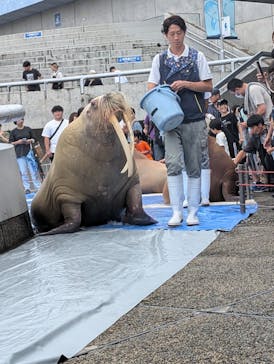 大分マリーンパレス水族館 「うみたまご」に投稿された画像（2024/7/15）