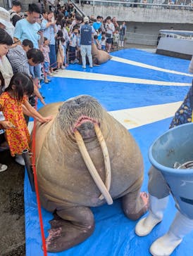 大分マリーンパレス水族館 「うみたまご」に投稿された画像（2024/7/15）