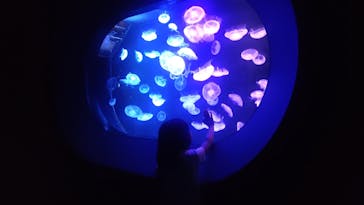 マリンワールド海の中道に投稿された画像（2024/7/15）