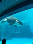 名古屋港水族館に投稿された画像（2024/7/15）