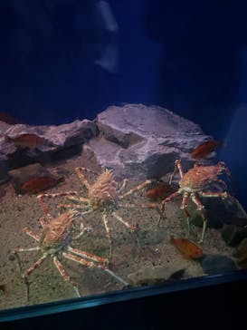 名古屋港水族館に投稿された画像（2024/7/15）