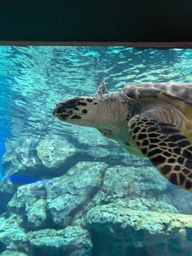 名古屋港水族館に投稿された画像（2024/7/15）