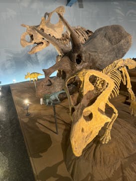 福井県立恐竜博物館に投稿された画像（2024/7/15）