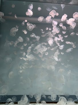 アクアワールド茨城県大洗水族館に投稿された画像（2024/7/15）